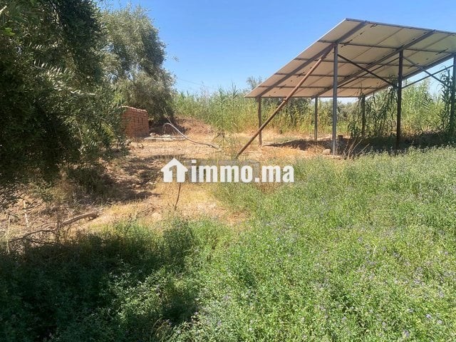ارض للبيع مع بئر واشجار زيتون - Vente Immobilier - Marrakech - photo 1