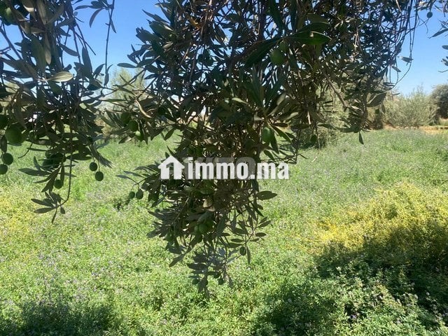 ارض للبيع مع بئر واشجار زيتون - Vente Immobilier - Marrakech - photo 5
