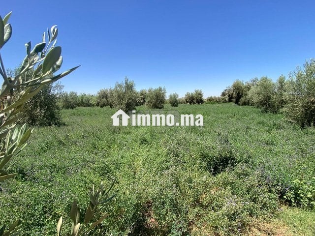 ارض للبيع مع بئر واشجار زيتون - Vente Immobilier - Marrakech - photo 7