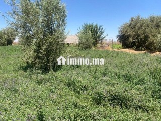 ارض للبيع مع بئر واشجار زيتون - Terrain à vendre - Marrakech