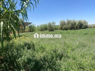ارض للبيع مع بئر واشجار زيتون - Terrain à vendre - Marrakech