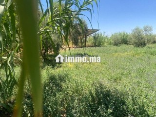 ارض للبيع مع بئر واشجار زيتون - Terrain à vendre - Marrakech