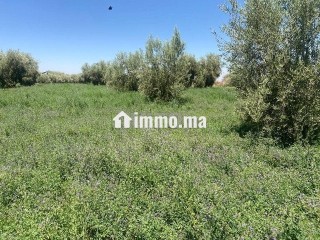 ارض للبيع مع بئر واشجار زيتون - Terrain à vendre - Marrakech