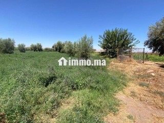 ارض للبيع مع بئر واشجار زيتون - Terrain à vendre - Marrakech