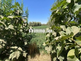 ارض للبيع مع بئر واشجار زيتون - Terrain à vendre - Marrakech