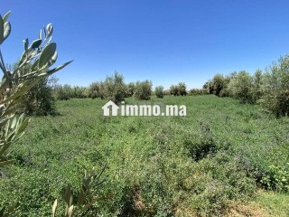 ارض للبيع مع بئر واشجار زيتون - Terrain à vendre - Marrakech