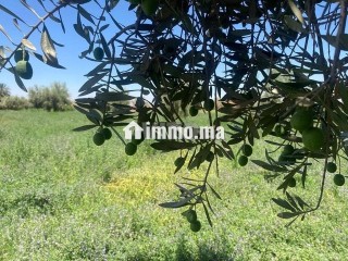 ارض للبيع مع بئر واشجار زيتون - Terrain à vendre - Marrakech