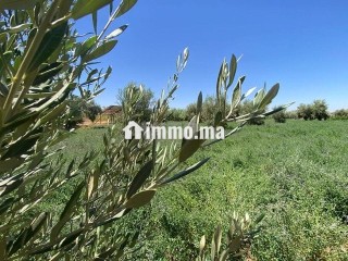 ارض للبيع مع بئر واشجار زيتون - Terrain à vendre - Marrakech