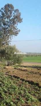 Terrain Douar Oulad Qassam près de Khmissat Settat - Vente Immobilier - Settat - photo 4