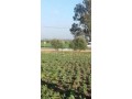 terrain-douar-oulad-qassam-pres-de-khmissat-settat-small-2