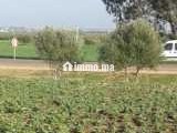 Terrain Douar Oulad Qassam près de Khmissat Settat - Terrain à vendre - Settat