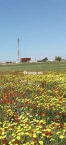 Terrain agricole Khmissat Chawia 1 hectare - Vente Immobilier - Settat - photo 2