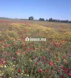 Terrain agricole Khmissat Chawia 1 hectare - Vente Immobilier - Settat - photo 3