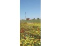 terrain-agricole-khmissat-chawia-1-hectare-small-1