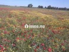 Terrain agricole Khmissat Chawia 1 hectare - Terrain à vendre - Settat