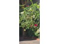 appartements-a-louer-a-borj-1-piece-systeme-de-parabole-et-residence-securisee-small-6