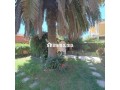 a-vendre-villa-au-centre-de-tetouan-inara-small-0