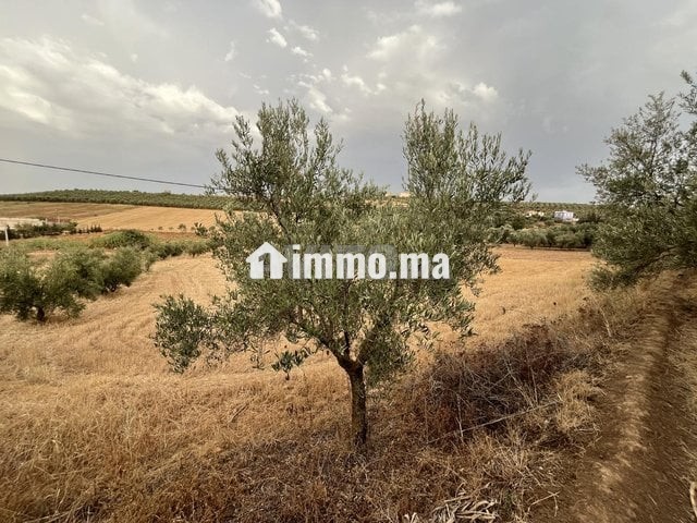 Terrain agricole - Location Immobilier - Meknes - photo 3