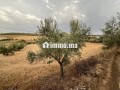 terrain-agricole-small-7