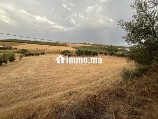 Terrain agricole - Terrain à louer - Meknes