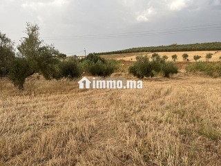 Terrain agricole - Terrain à louer - Meknes