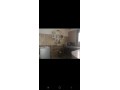 appartements-a-louer-a-chefchaouen-3-pieces-confortables-environnement-calme-avec-vue-montagne-double-vitrage-small-7