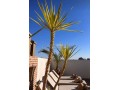 titre-exceptionnel-riad-de-luxe-a-la-kasbah-8-chambres-vue-koutoubia-investissement-touristique-small-1