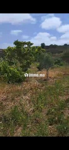 Maison we ghersa diala 2h a asilah tanger - Location Immobilier - Asilah - photo 3