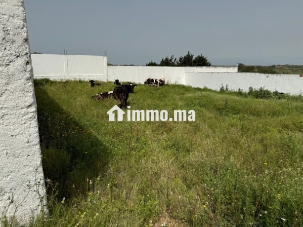 vente-terrain-a-larache-surface-de-2000-m2-big-4