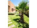 fyla-llbyaa-almsah-500mtr-tryk-aoryk-small-3
