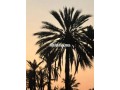 shkk-llkraaa-alyomy-mraksh-ost-almdyn-small-6