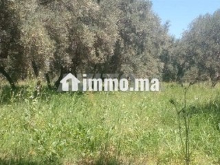 terrasse-25ha-titre-zone-villas-rte-dourika