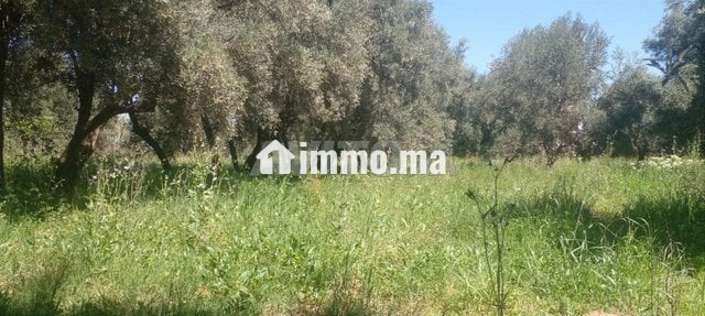 terrasse-25ha-titre-zone-villas-rte-dourika-big-0