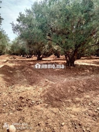 vente-terrain-agricole-de-260000-m2-a-marrakech-big-1