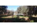 terrain-25ha-titre-27km-rte-dourika-small-1