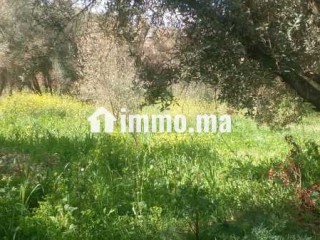 terrain-25ha-titre-27km-rte-dourika