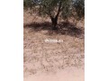 cherche-terrain-dev1-ha-titre-rte-sidi-riyyat-tama-small-0