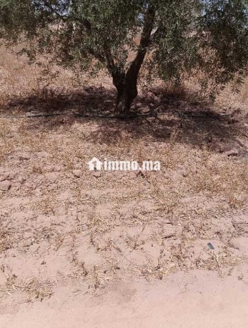 cherche-terrain-dev1-ha-titre-rte-sidi-riyyat-tama-big-0
