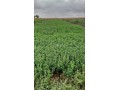 ferme-bien-equipee-situee-a-90-km-de-casa-et-30-km-delectricite-jadida-small-9