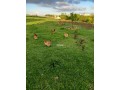 jolie-ferme-a-vendre-a-ayacha-surface-totale-42700-m2-small-13