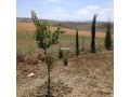 jolie-ferme-a-vendre-a-ayacha-surface-totale-42700-m2-small-5
