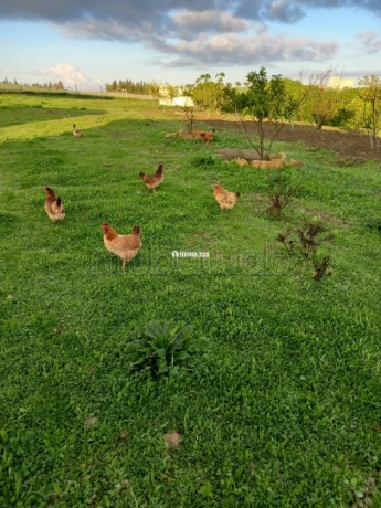 jolie-ferme-a-vendre-a-ayacha-surface-totale-42700-m2-big-13