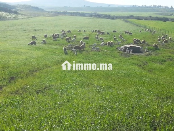 jolie-ferme-a-vendre-a-ayacha-surface-totale-42700-m2-big-1