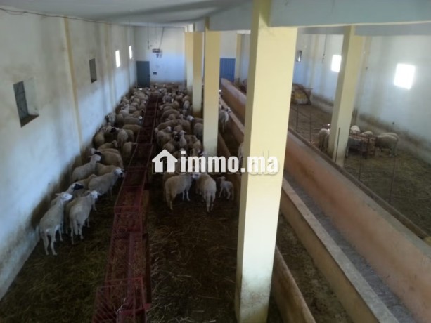 jolie-ferme-a-vendre-a-ayacha-surface-totale-42700-m2-big-3