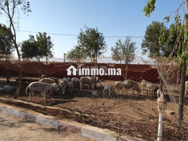 ferme-de-la-mosquee-al-ghoufrane-a-vendre-big-6