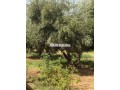 terrain-a-vendre-a-30-min-de-marrakech-small-1