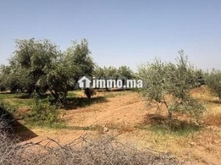 terrain-a-vendre-a-30-min-de-marrakech