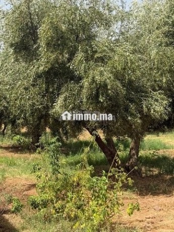 terrain-a-vendre-a-30-min-de-marrakech-big-1