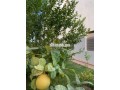 location-splendide-villa-meublee-targa-small-10