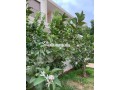 location-splendide-villa-meublee-targa-small-11